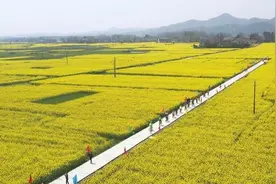 桃江三堂街镇：2200亩油菜花海惹人醉图片