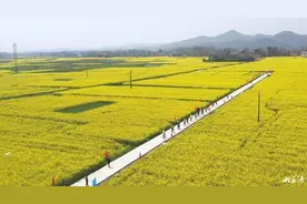 桃江三堂街镇：2200亩油菜花海惹人醉图片