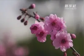 河北邢台：梅花吐蕊春意浓视频封面