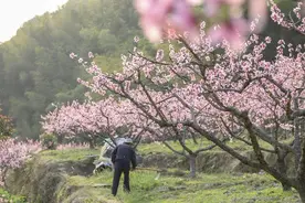 桃花灿烂务农正当时图片