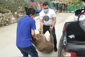 后续｜抓捕后两次“逃逸”的羊被主人认领回家了图片