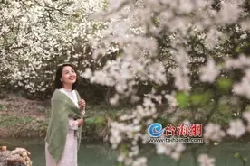 南靖：枳实花开游客踏“雪”寻春图片