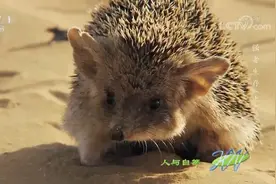 人与自然：生活在沙漠的刺猬有着萌萌大耳朵，这竟是它的散热利器
