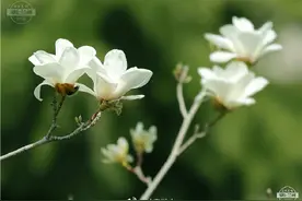 藏不住了！此时，黄河风情线上的花开得正艳……图片