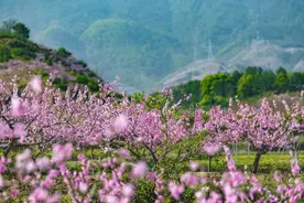 金华源东举办“云”上桃花节图片