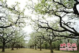 宁陵县：桃花梨花齐芬芳 云上实地供观赏图片