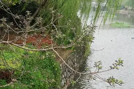 直播春天｜“楚不就”是个啥？李子柒用来造纸的树竟然结出这样的美味图片