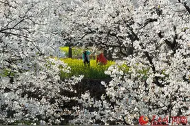 桃花梨花齐芬芳 云上实地共观赏图片