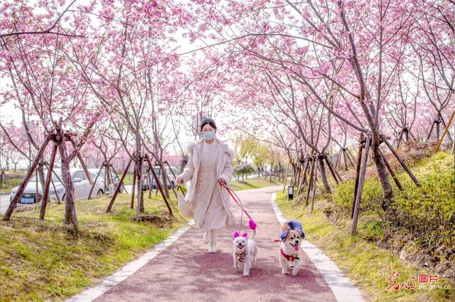 春风十里 樱花烂漫一起看