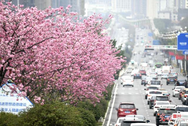 春风十里 樱花烂漫一起看