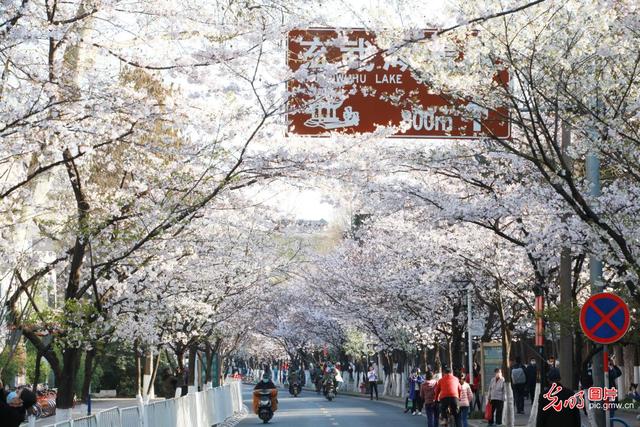 春风十里 樱花烂漫一起看