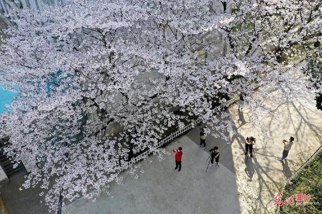 春风十里 樱花烂漫一起看