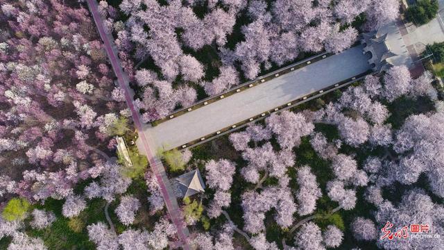 春风十里 樱花烂漫一起看