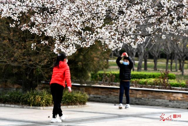 春风十里 樱花烂漫一起看