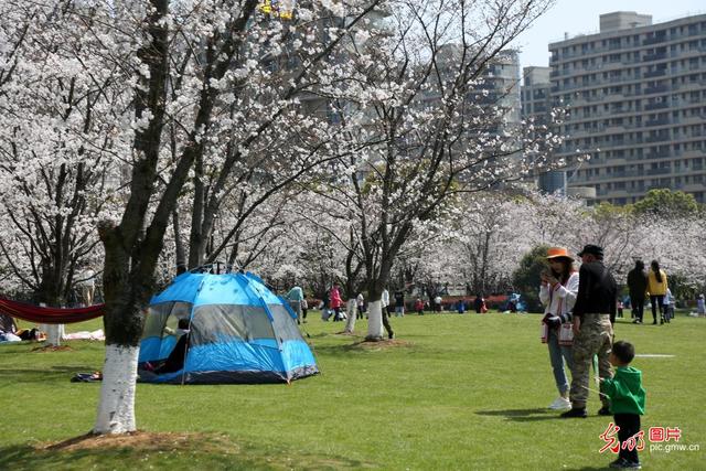 春风十里 樱花烂漫一起看