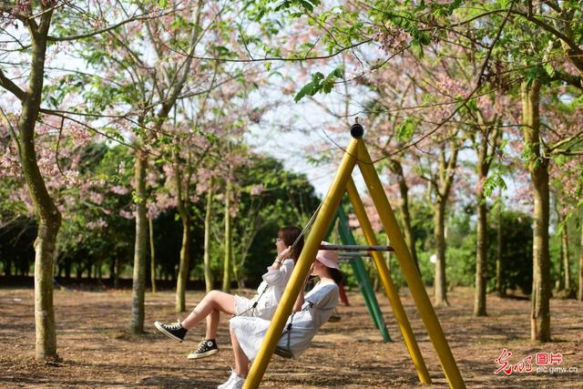 春风十里 樱花烂漫一起看