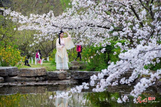春风十里 樱花烂漫一起看