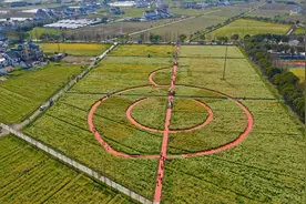 不用去婺源！亭林油车村550亩彩色油菜花进入盛花期，美爆图片