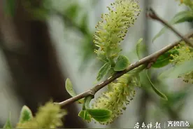 北跨黄河垂钓赏花，济南又多了个好去处图片