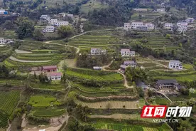 湖南农业大学教授帮助石门贫困山区网络“卖茶”图片