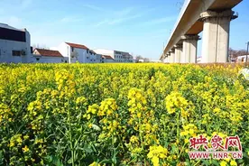 长葛市：金色油菜花儿香满园 高铁两侧荒地变良田图片