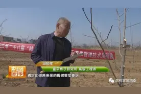 壮壮帮忙：柿子树春季如何嫁接？图片