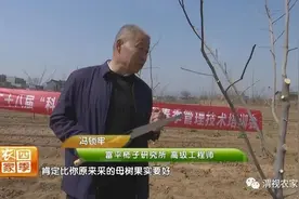 壮壮帮忙：柿子树春季如何嫁接？图片