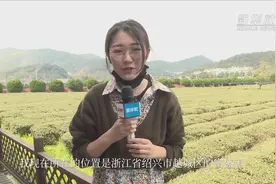 春茶采收季 看“抹茶”如何诞生