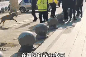 抱抱~山东医疗队离开黄冈后，狗狗整整一天不吃不喝图片
