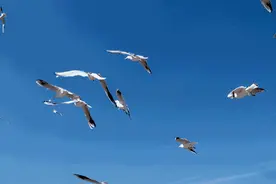 重庆的这些鸟儿那么乖，你确定不去看看吗？图片