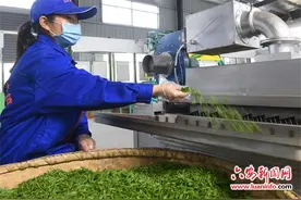“小兰花”香飘大别山图片
