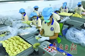 新会陈皮逆境复苏图片