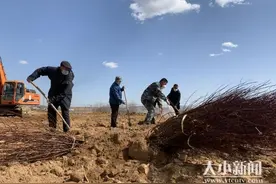 福山回里引种荷兰香蜜杏壮大集体经济图片
