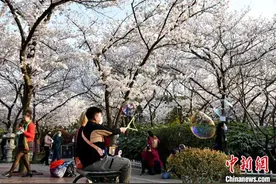 徐州彭祖园3000余株樱花竞相怒放 演绎花海浪漫图片