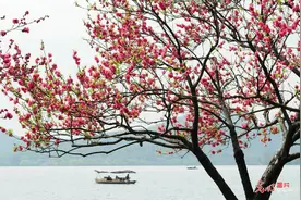 浙江杭州：西湖岸边桃红柳绿春色美图片