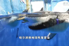 企鹅、白鲸、海狮萌萌地回来了……哈尔滨极地馆恢复营业图片