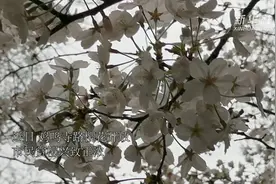 守护花开守护你，南京警方护航樱花季视频封面