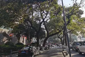 冷静街不冷静，两颗大树挡住去路，是去是留你说咋办？图片
