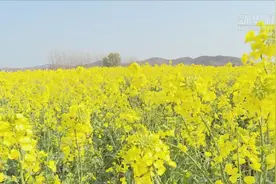 春霁繁花盛视频封面