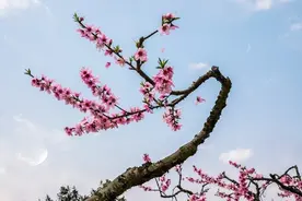 三月桃花醉春风图片