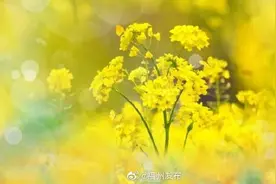 美翻啦！永泰大洋镇油菜花烂漫盛开迎早春图片