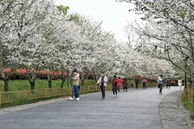 摄影师驾到丨错过了武汉樱花？金华樱花等你赏（3.24）图片