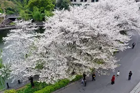 东阳：樱花树下 感受春色图片