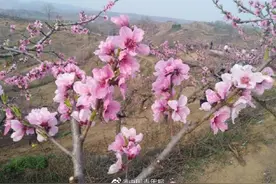 三月桃花开，踏青赏春好时节图片