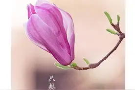 太燃！校园春光明信片刷屏，校长寄语温情驾到“少年志·2020春回校园”特别策划养眼又暖心图片