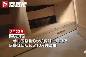 南京幼儿园惊现狐狸“标本”！被夸好看之后，它竟然动了…图片