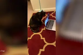 猫咪跟主人远程视频 还用爪子抚摸屏幕视频封面