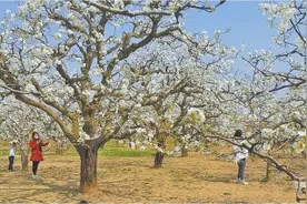 中国·宁陵第十七届梨花节和第四届桃花节3月22日开幕图片