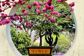 青岛十梅庵梅园3月25日开园 票价为每人40元图片