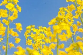 飞花令：上百句含“春”的经典诗词，一起来品图片
